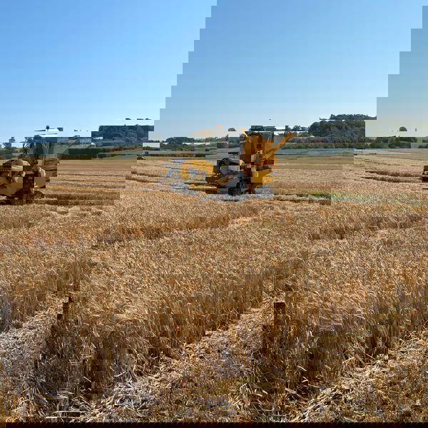en gul traktor på en mark