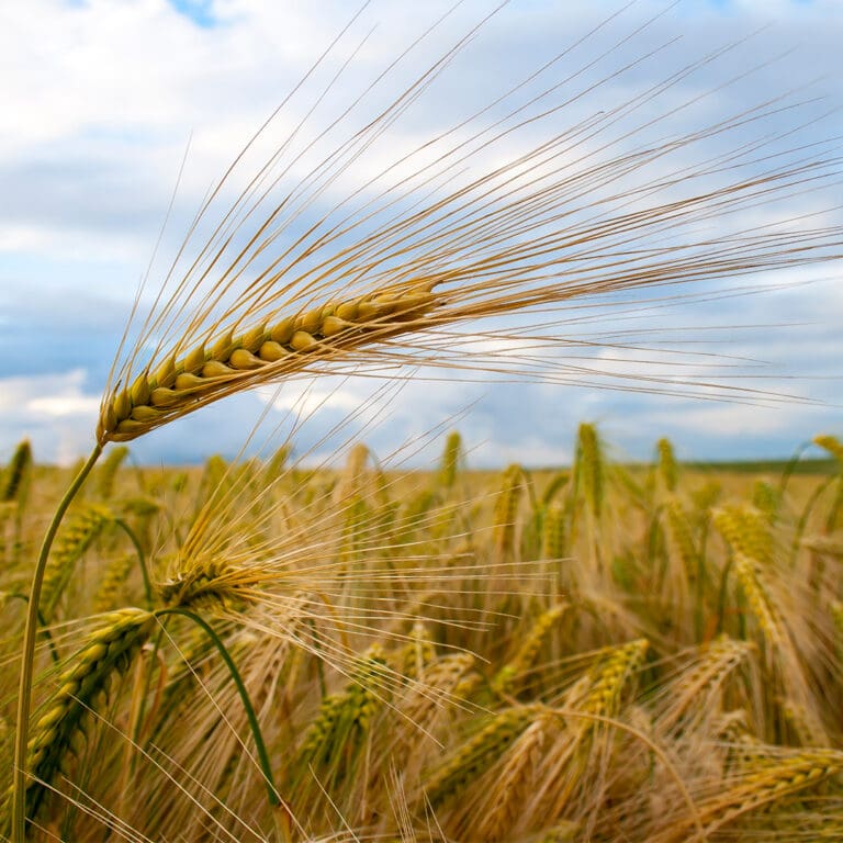 Udbytteoptimering i korn ved bladgødskning