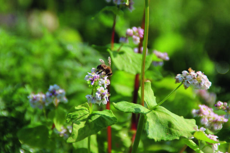 Læbælter og biodiversitet