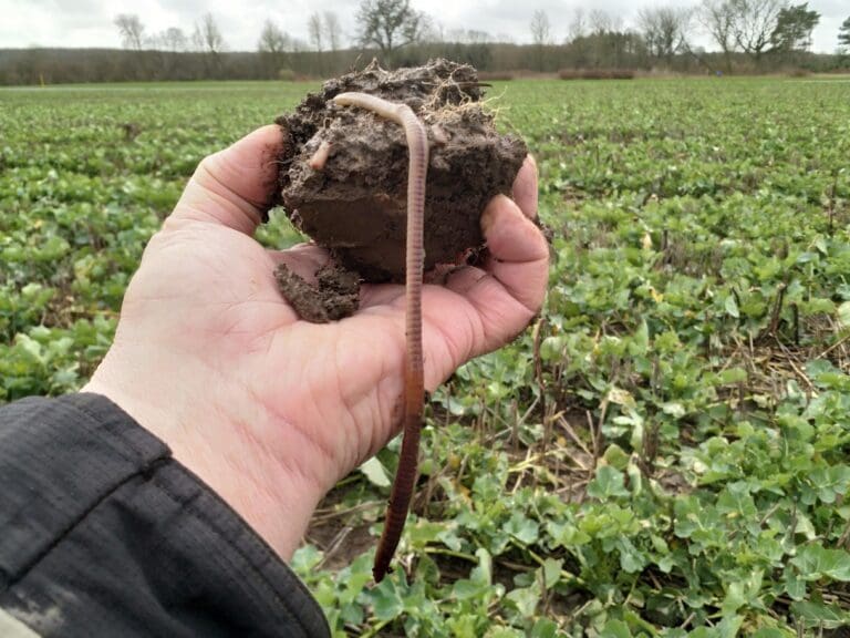 Grønne marker hele året