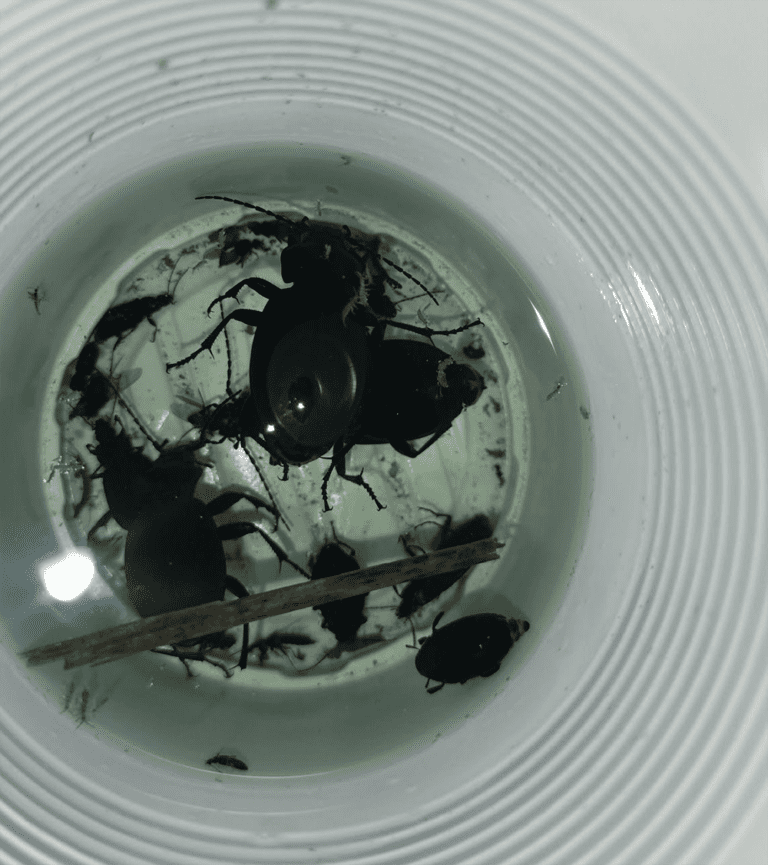 Indsamlede insekter i kruset