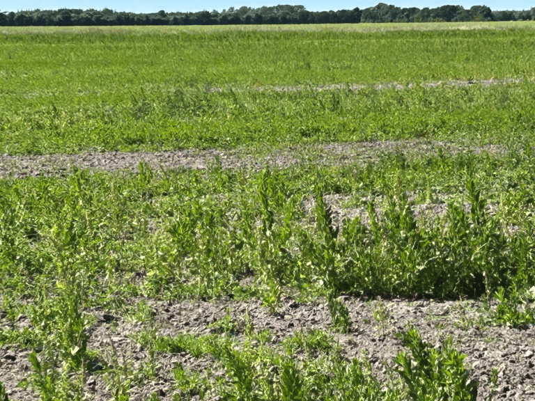 Billede 1. Billede af spinatmarken