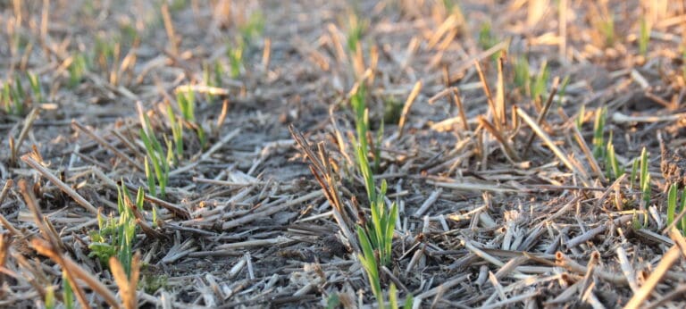 Seedspeeds effekt på fosforoptag, Vårbyg
